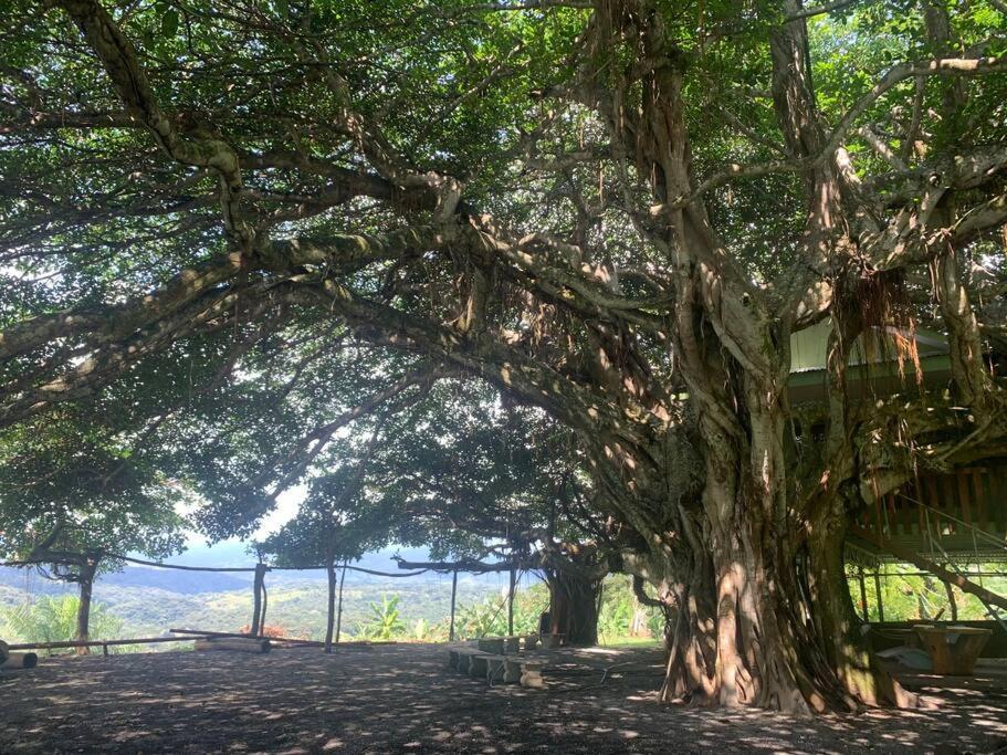 プンタレナスDisfruta Del Contacto Con La Naturalezaアパートメント エクステリア 写真